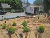 7/26/12: Home Depot Landscapes